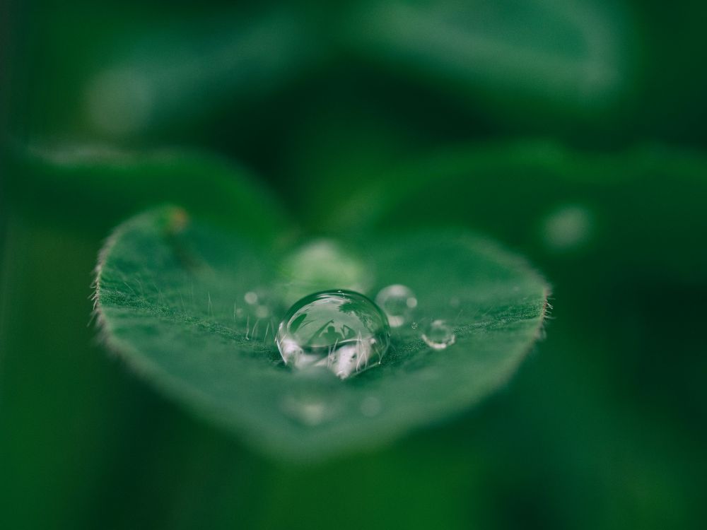 nature img